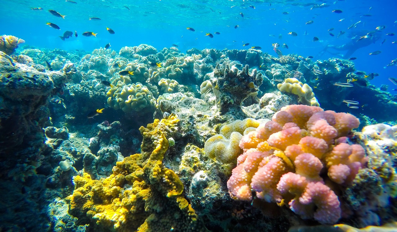 australia rafa koralowa