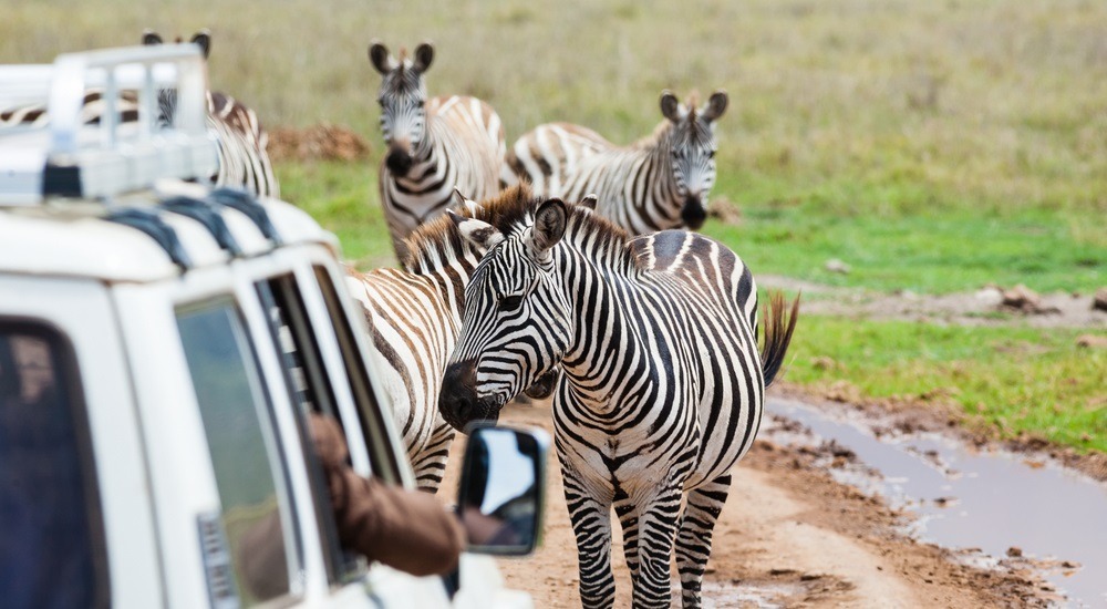 safari kenia
