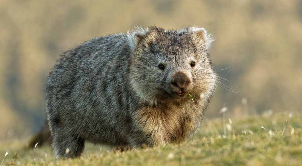 wombat tasmański