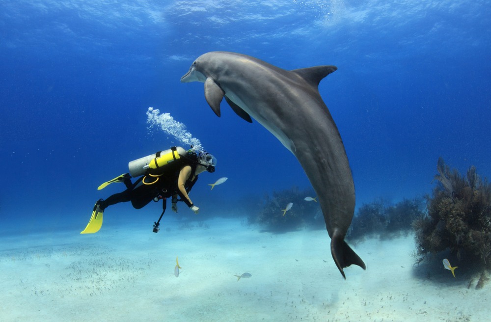 Pływanie z delfinami, Hurghada