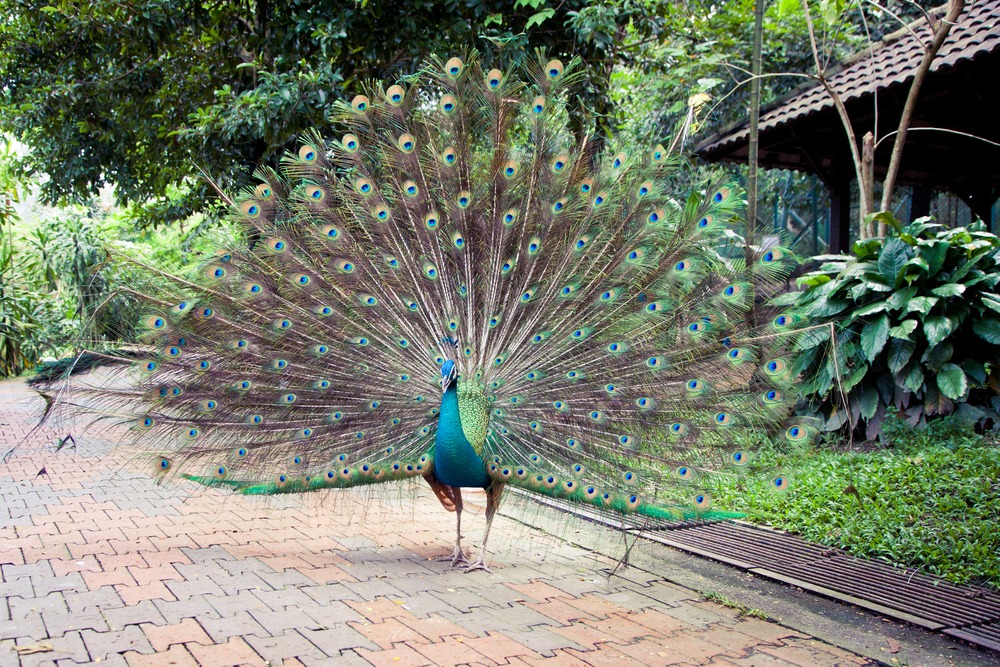 Park Ptaków, Kuala Lumpur