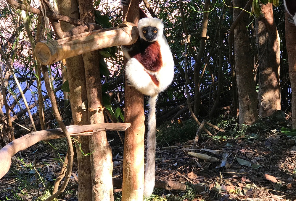 Park Lemurów, Madagaskar